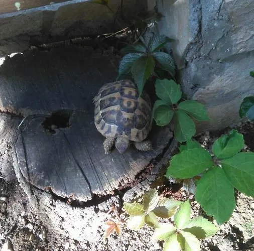 Vital Апартаменты Масленица