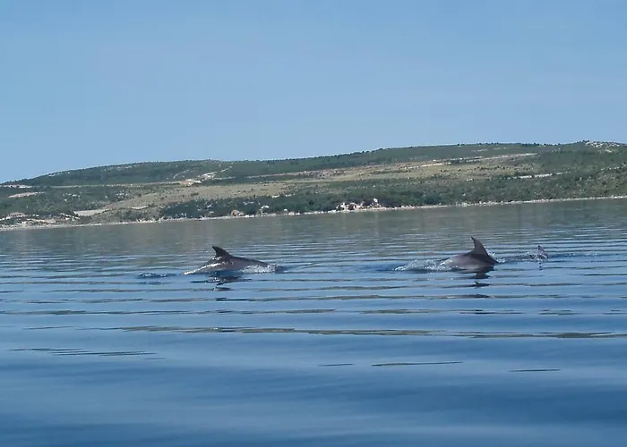 Vital Апартаменты Масленица