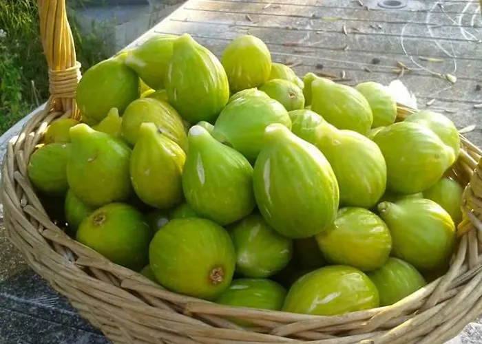 Vital Масленица